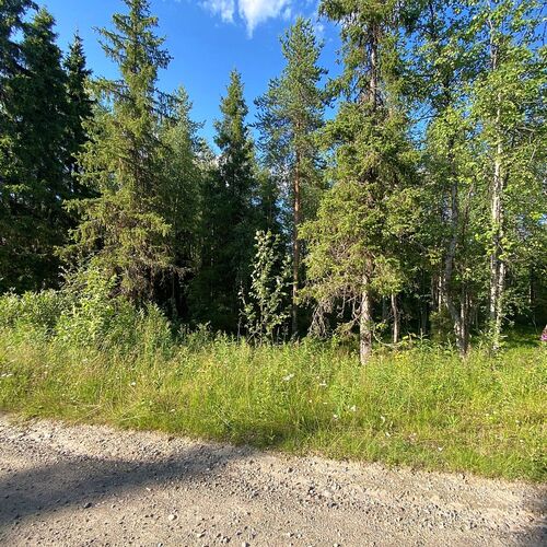 Omakotitalotontti, Tapiolantie 7, Kuusamo, Lahdentaus, 1 200,00 m², 10 000,00 €