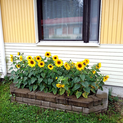 Etupihan kukkapenkki kesällä