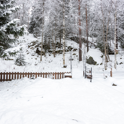 Metsikköön rajoittuva takapiha