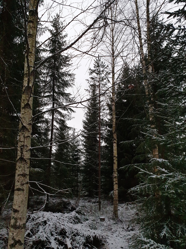 metsätila, Parikantie 277, VUOJALAHTI