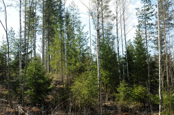 Pusulantie 1275, Lohja (Ikkala)
