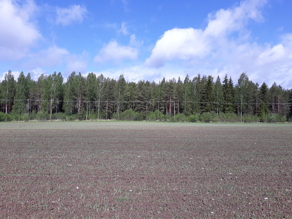 Peltolohko 1 ja metsä taustalla