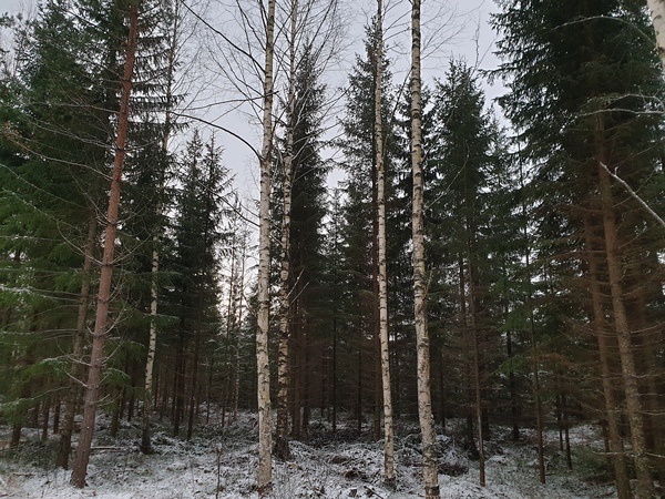 metsätila, Parikantie 277, VUOJALAHTI