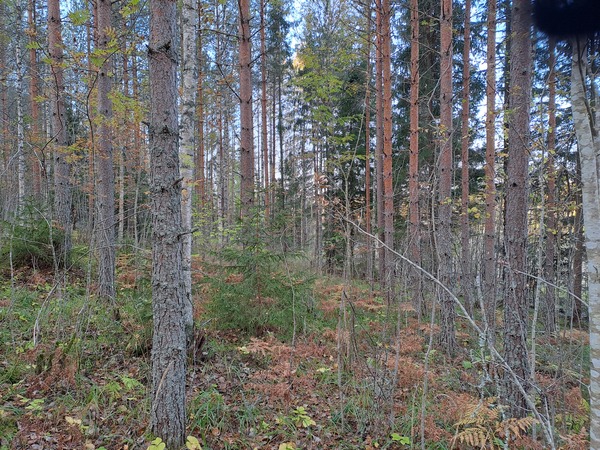 Männikkö kuviolla 290