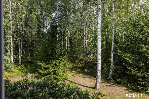 Tonttiin rajoittuva metsä