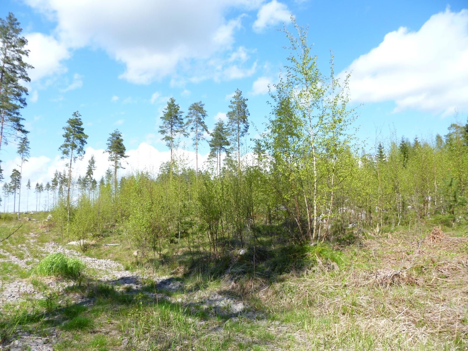 aurinkoinen avara tontti