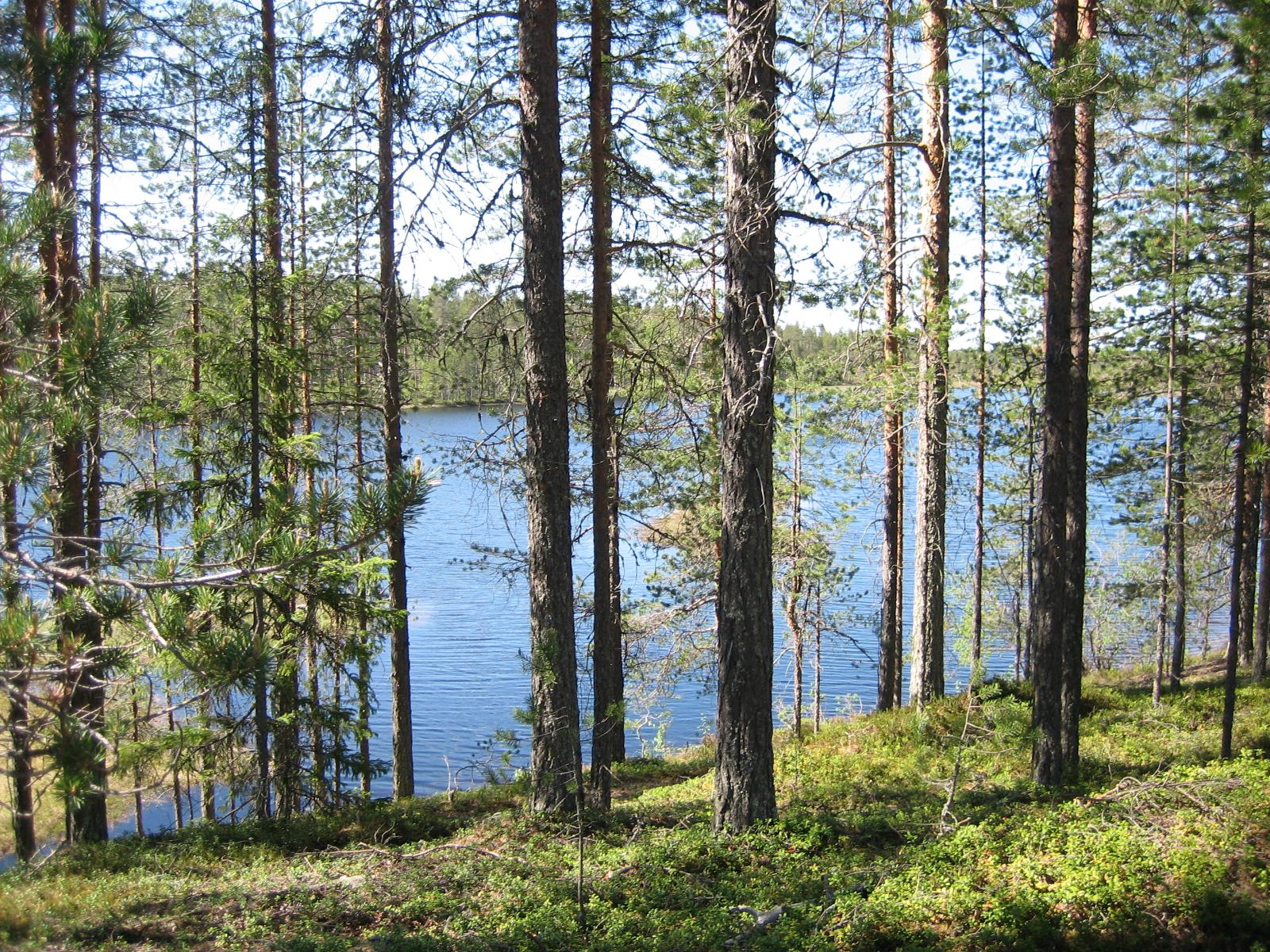 metsähallitus suomussalmi metsähallitus suomussalmi