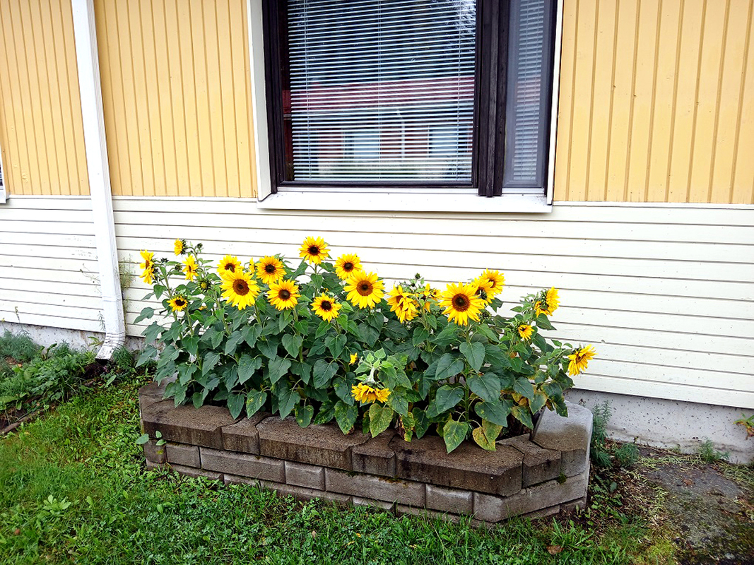 Etupihan kukkapenkki kesällä